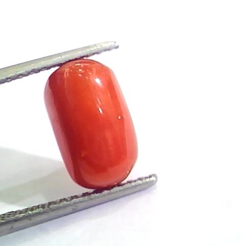 4.33 Ct Untreated Natural Italian Red Coral Moonga Gemstone AA
