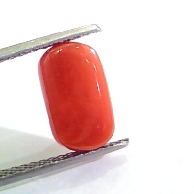 4.33 Ct Untreated Natural Italian Red Coral Moonga Gemstone AA