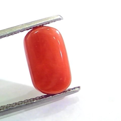 4.33 Ct Untreated Natural Italian Red Coral Moonga Gemstone AA
