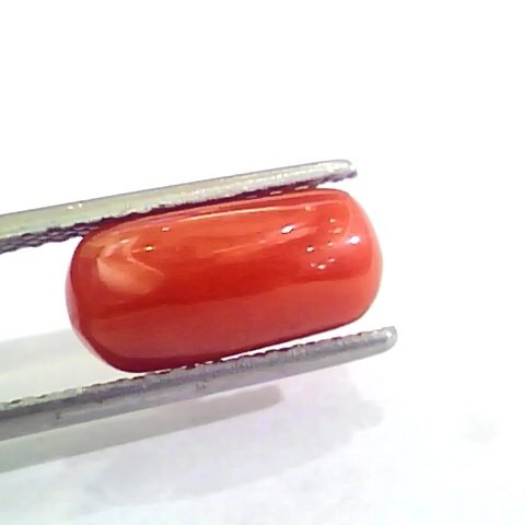 4.34 Ct Untreated Natural Italian Red Coral Moonga Gemstone AA