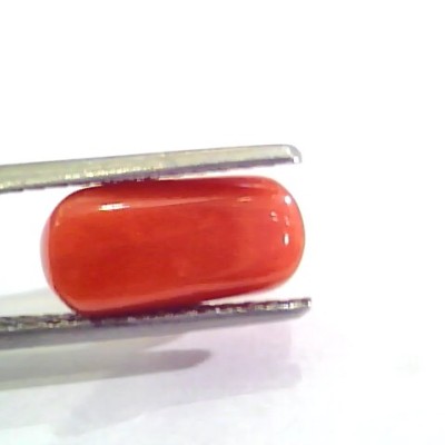 4.34 Ct Untreated Natural Italian Red Coral Moonga Gemstone AA