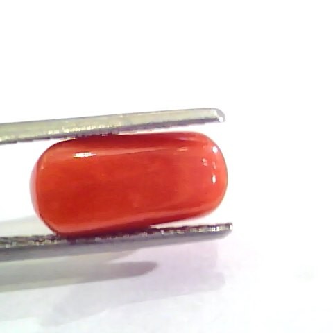 4.34 Ct Untreated Natural Italian Red Coral Moonga Gemstone AA