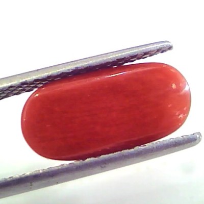 4.37 Ct Untreated Natural Premium Italian Red Coral AAAAA