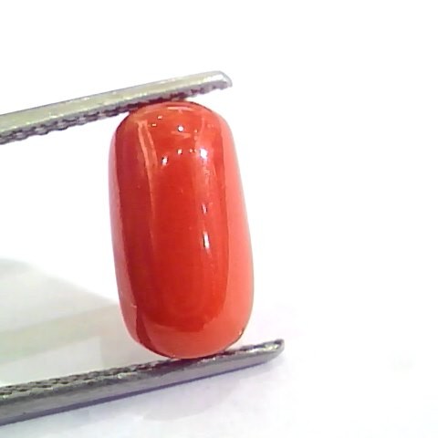 4.37 Ct 4.85 Ratti Untreated Natural Italian Red Coral Moonga Gemstone AA