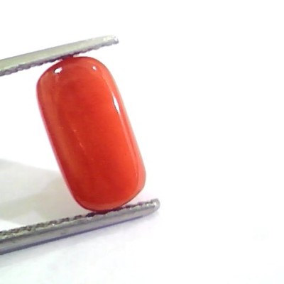 4.37 Ct 4.85 Ratti Untreated Natural Italian Red Coral Moonga Gemstone AA