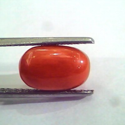 4.40 Carat Natural Italian Red Coral Moonga Gemstone AAAA