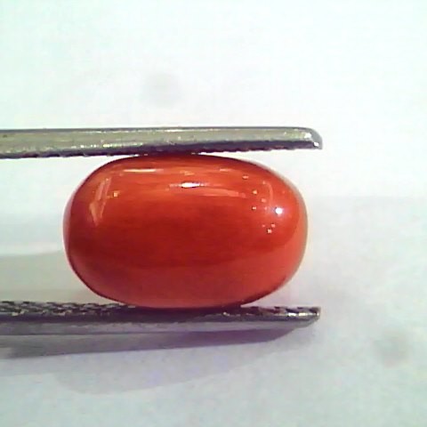 4.40 Carat Natural Italian Red Coral Moonga Gemstone AAAA
