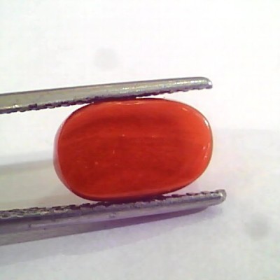 4.40 Carat Natural Italian Red Coral Moonga Gemstone AAAA