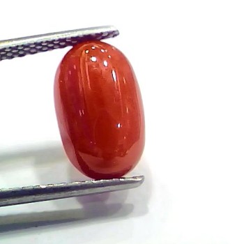 4.38 Ct 4.86 Ratti Natural Italian Red Coral Moonga Gemstone
