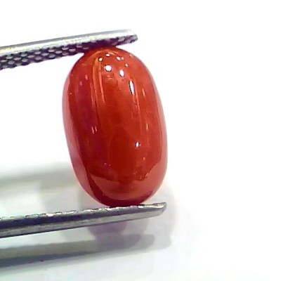 4.38 Ct 4.86 Ratti Natural Italian Red Coral Moonga Gemstone