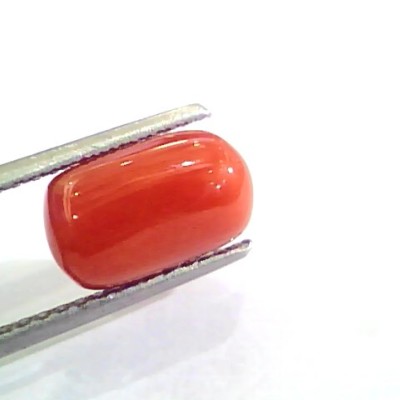 4.40 Ct Untreated Natural Italian Red Coral Moonga Gemstone AA