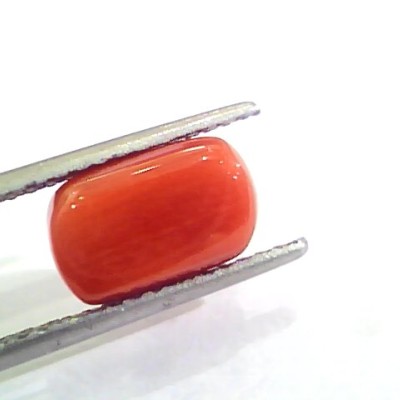 4.40 Ct Untreated Natural Italian Red Coral Moonga Gemstone AA
