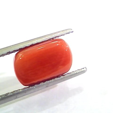 4.40 Ct Untreated Natural Italian Red Coral Moonga Gemstone AA