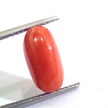 4.43 Ct 4.92 Ratti Untreated Natural Italian Red Coral Moonga Gemstone AA