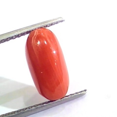 4.43 Ct 4.92 Ratti Untreated Natural Italian Red Coral Moonga Gemstone AA