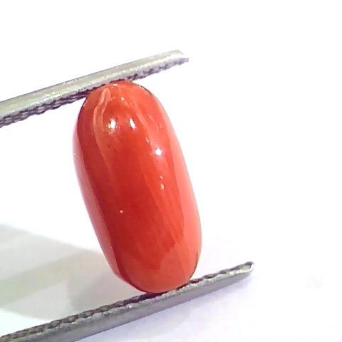 4.43 Ct 4.92 Ratti Untreated Natural Italian Red Coral Moonga Gemstone AA