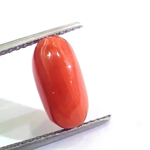 Ct Ratti Untreated Natural Italian Red Coral Moonga Gemstone AA