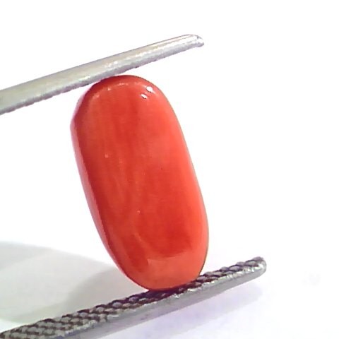 4.43 Ct 4.92 Ratti Untreated Natural Italian Red Coral Moonga Gemstone AA