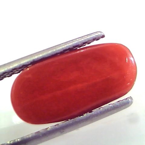 4.44 Ct Untreated Natural Premium Italian Red Coral gems AAAAA