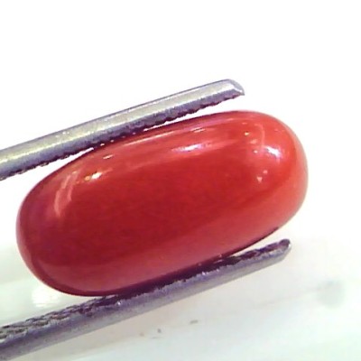4.44 Ct Untreated Natural Premium Italian Red Coral gems AAAAA