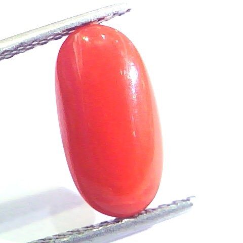 4.51 Ct Untreated Natural Premium Italian Red Coral AAAAA