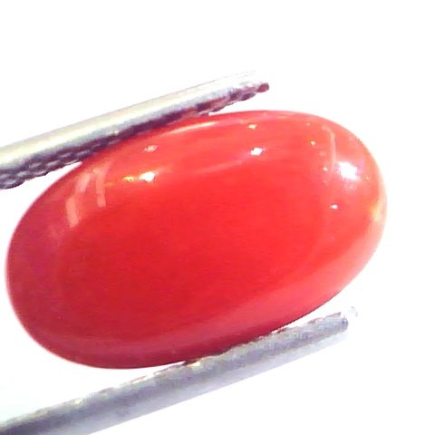 4.44 Ct Untreated Natural Premium Italian Red Coral AAAAA
