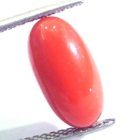 4.51 Ct Untreated Natural Premium Italian Red Coral AAAAA