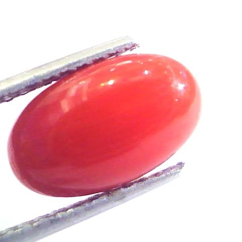 4.44 Ct Untreated Natural Premium Italian Red Coral AAAAA