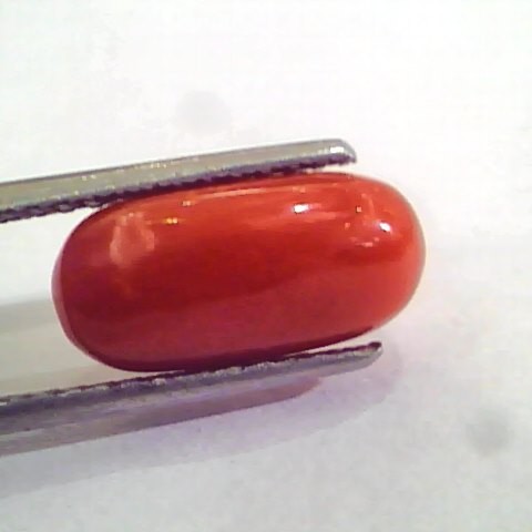 4.46 Carat Natural Italian Red Coral Moonga Gemstone AAAA