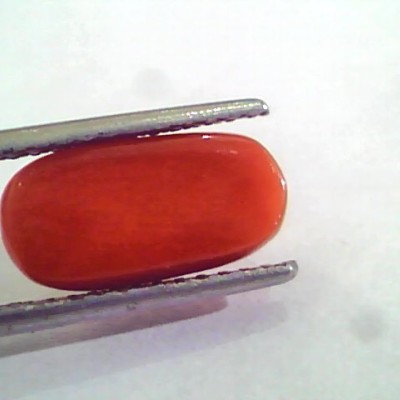 4.46 Carat Natural Italian Red Coral Moonga Gemstone AAAA