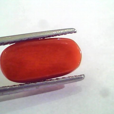 4.46 Carat Natural Italian Red Coral Moonga Gemstone AAAA