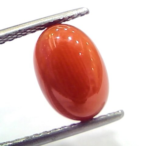 4.50 Ct 7.5 Ratti Natural Untreated Italian Red Coral Moonga Gems