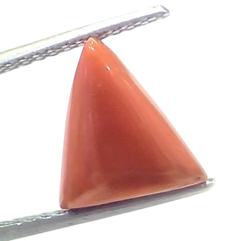 4.47 Ct Natural Italian Triangle Red Coral Trikon Moonga Gemstone 4.47 Ct Natural Italian Triangle Red Coral Trikon Moonga Gemstone