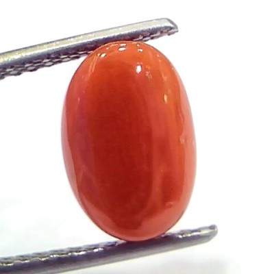 4.50 Ct 7.5 Ratti Natural Untreated Italian Red Coral Moonga Gems