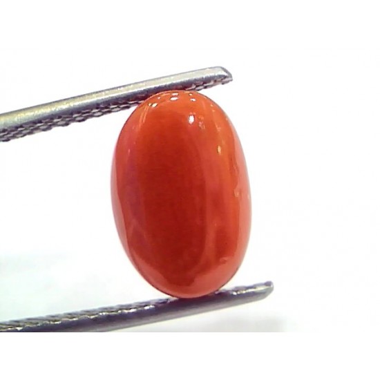 4.50 Ct 7.5 Ratti Natural Untreated Italian Red Coral Moonga Gems