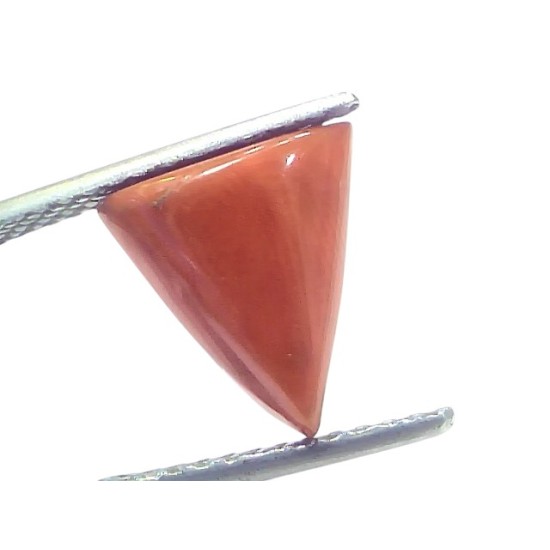 4.47 Ct Natural Italian Triangle Red Coral Trikon Moonga Gemstone