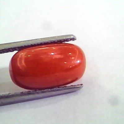 4.48 Ct 4.97 Ratti Natural Italian Red Coral Moonga Gemstone AAAA