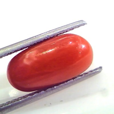 4.49 Ct 4.98 Ratti Untreated Natural Premium Italian Red Coral AAAAA