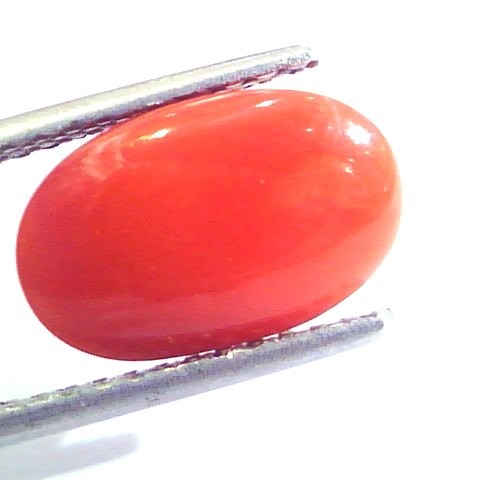 4.54 Ct Untreated Natural Premium Italian Red Coral AAAAA