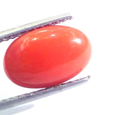 4.54 Ct Untreated Natural Premium Italian Red Coral AAAAA
