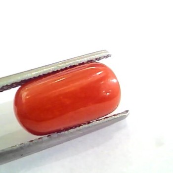 4.53 Ct 5.03 Ratti Untreated Natural Italian Red Coral Moonga Gemstone AA