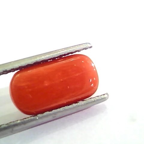 4.53 Ct 5.03 Ratti Untreated Natural Italian Red Coral Moonga Gemstone AA