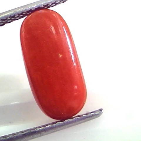 4.55 Ct Untreated Natural Premium Italian Red Coral AAAAA