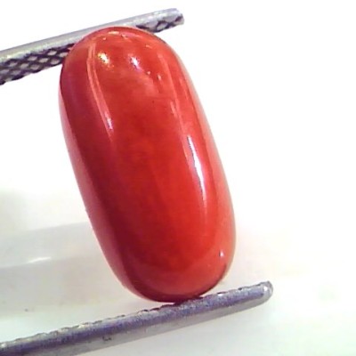 4.55 Ct Untreated Natural Premium Italian Red Coral AAAAA