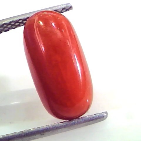 4.55 Ct Untreated Natural Premium Italian Red Coral AAAAA