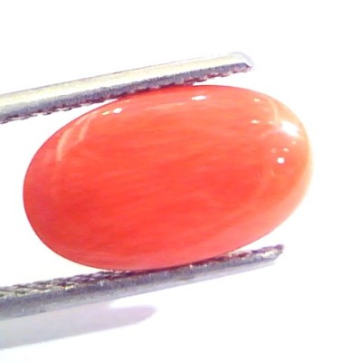 4.63 Ct Untreated Natural Premium Italian Red Coral AAAAA