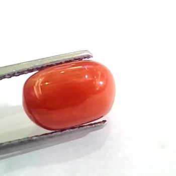 4.55 Ct 5.05 Ratti Untreated Natural Italian Red Coral Moonga Gemstone AA