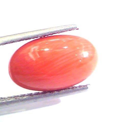 4.63 Ct Untreated Natural Premium Italian Red Coral AAAAA