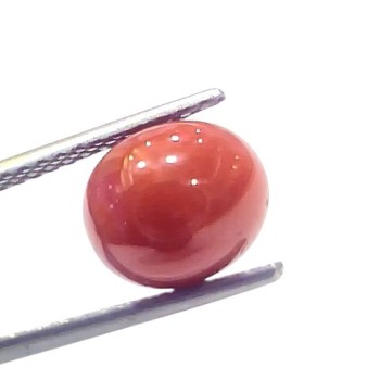 4.57 Ct 5.05 Ratti Natural Untreated Italian Red Coral Moonga AAAAA 4.57 Ct 5.05 Ratti Natural Untreated Italian Red Coral Moonga AAAAA