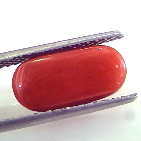 4.61 Ct Untreated Natural Premium Italian Red Coral AAAAA